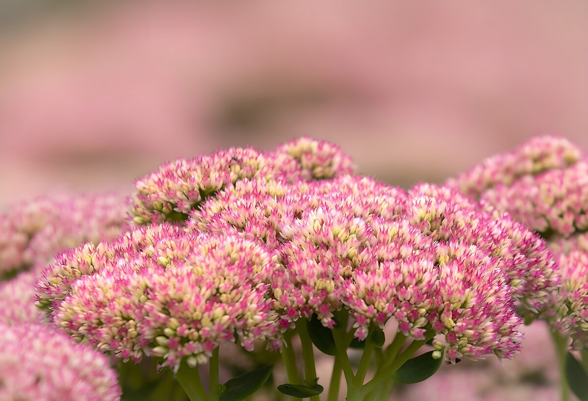 Roze hemelsleutel in volle bloei