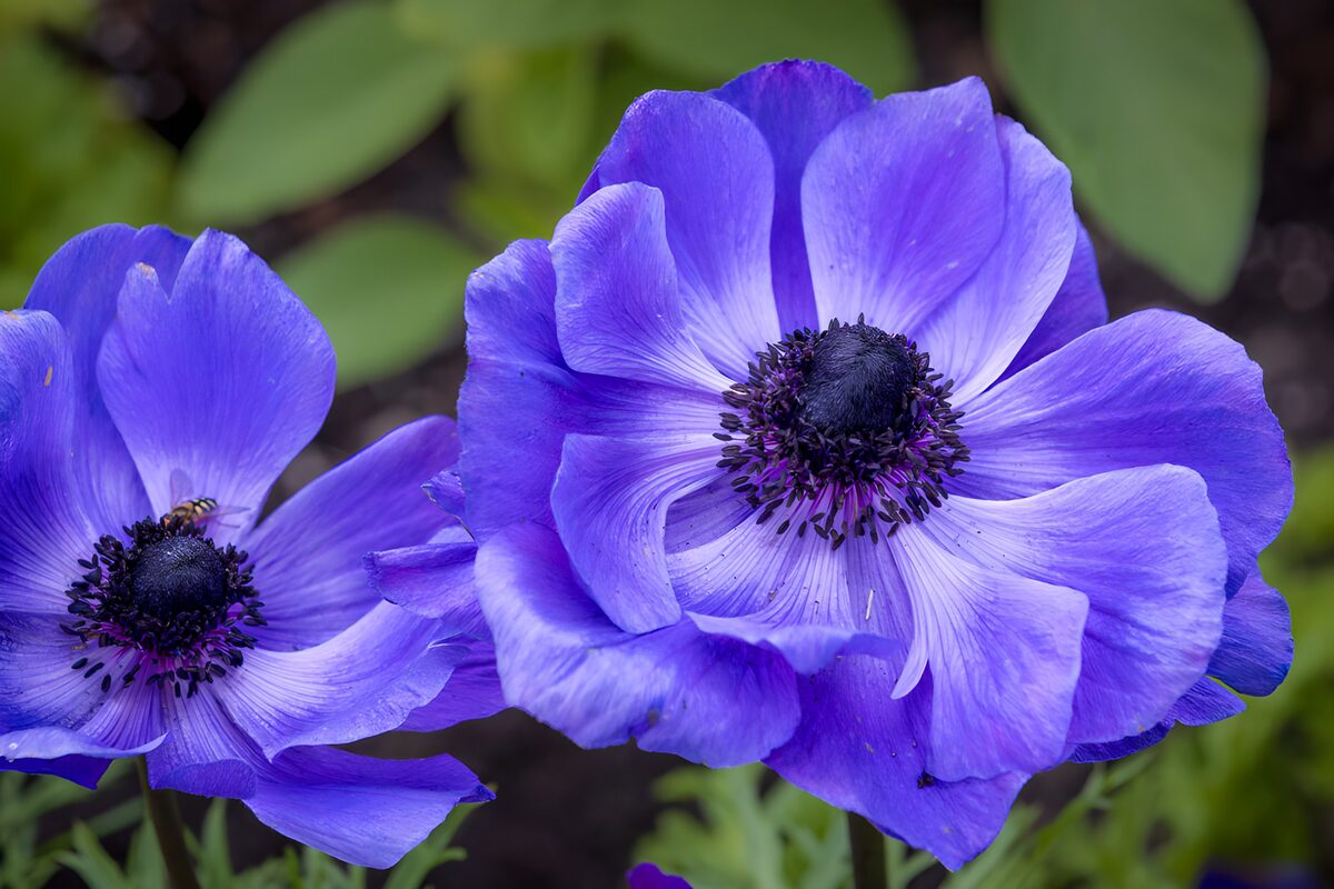 Twee paarse anemonen van dichtbij