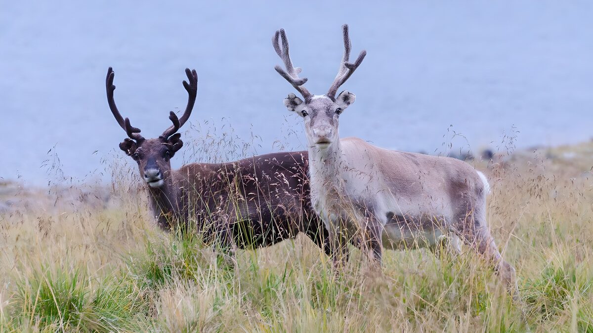 Twee rendieren in het hoge gras