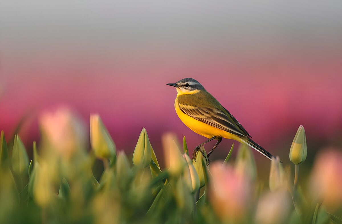 Gele kwikstaart tussen lentetulpen