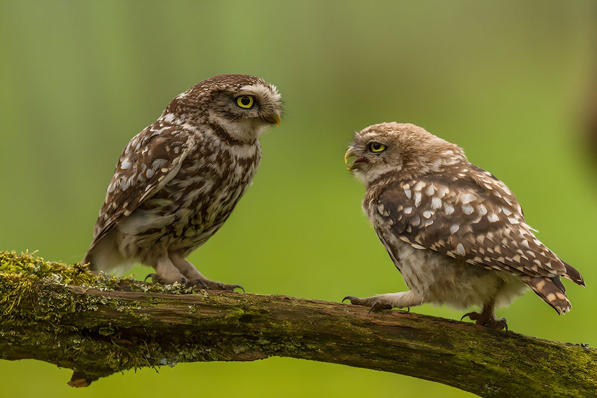 Twee steenuilen op een mossige tak