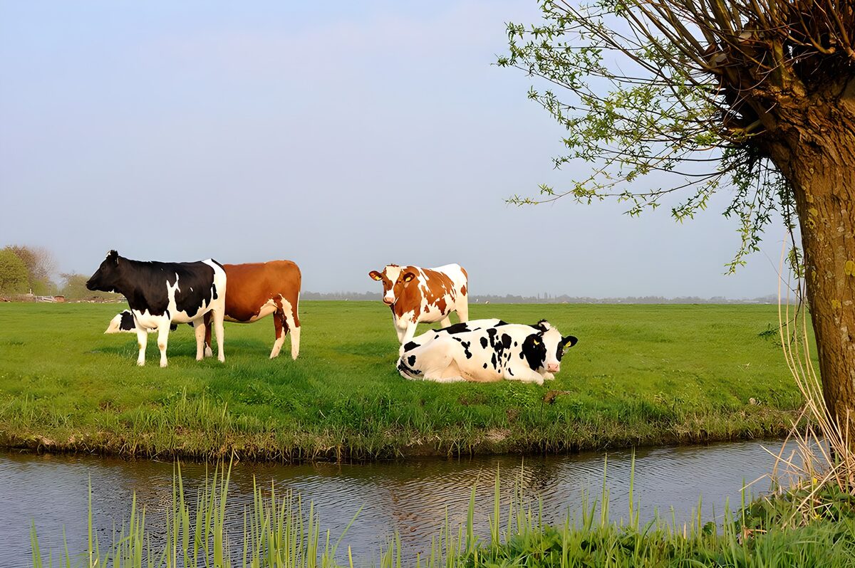 Koeien in de wei langs de sloot