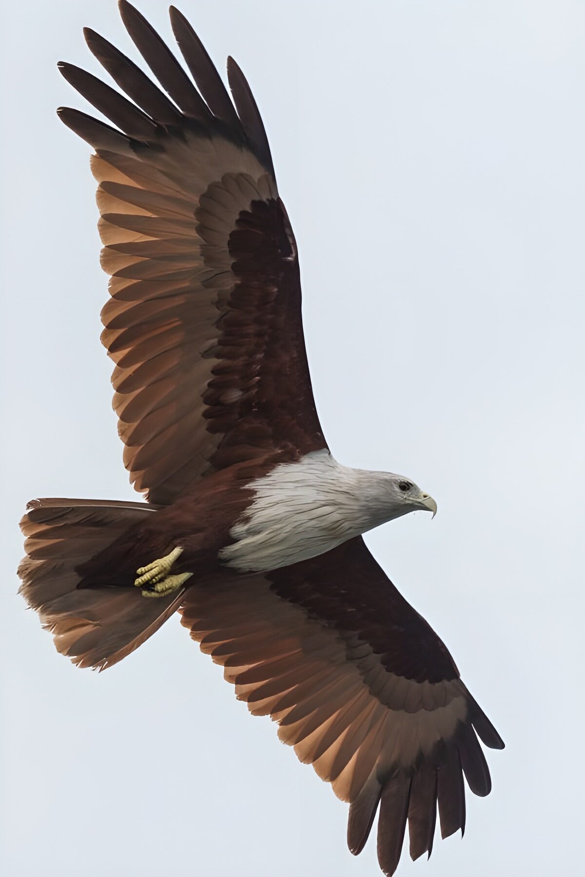 Roofvogel met wijd gespreide vleugels