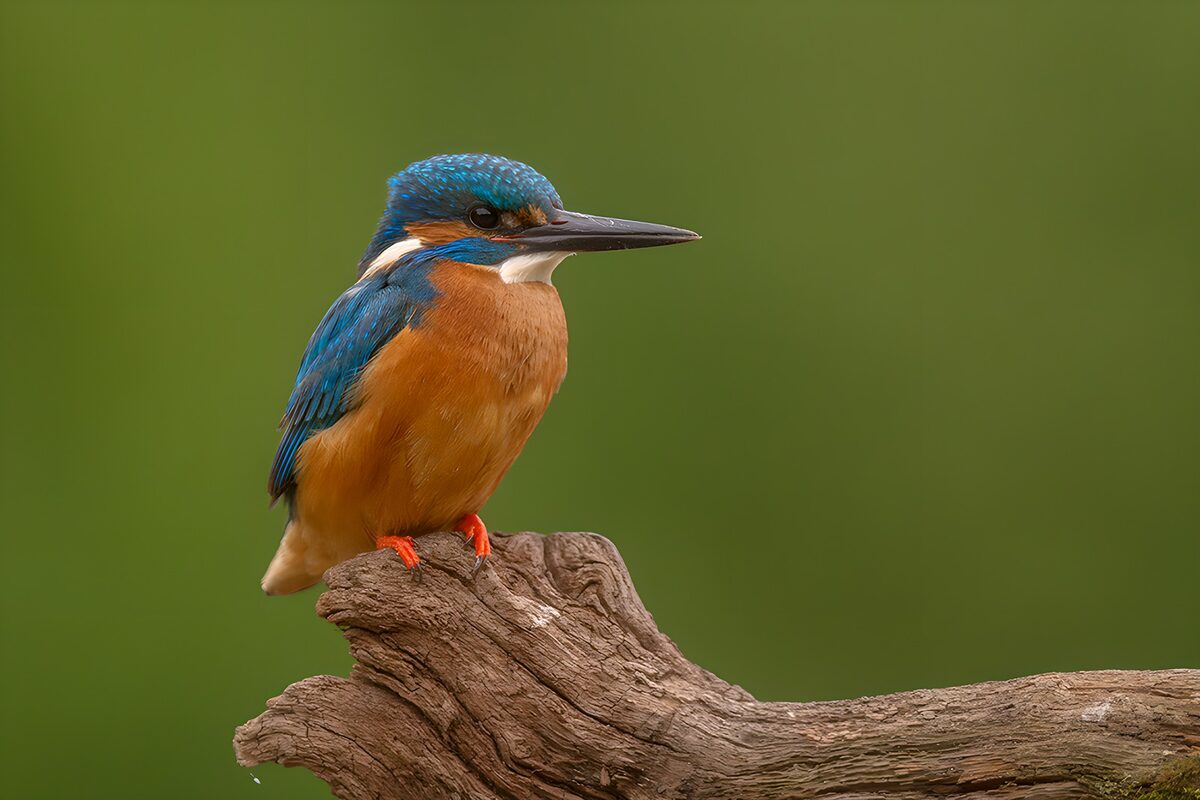 IJsvogel op een verweerde tak