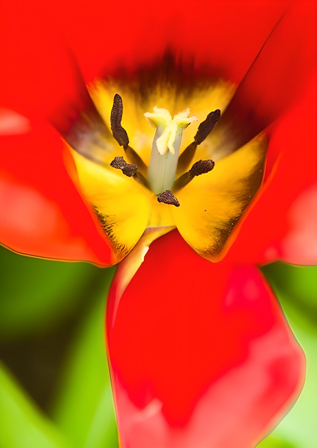 Rode tulp met een zonnig geel hart