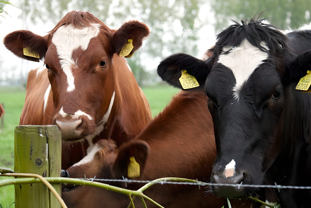 Drie runderen achter het prikkeldraad