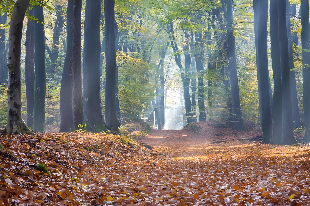 Herfstpad waar het licht neerstrijkt
