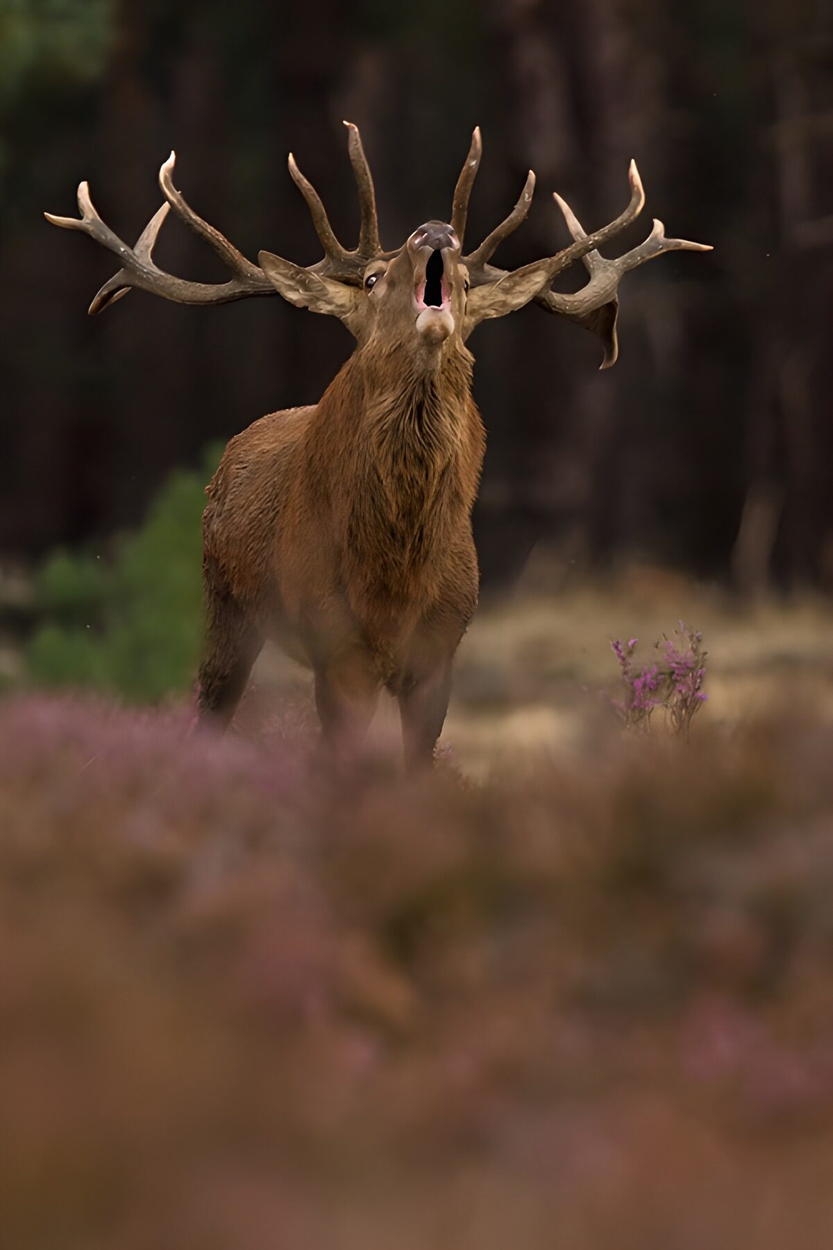 Burlend edelhert tussen de heide