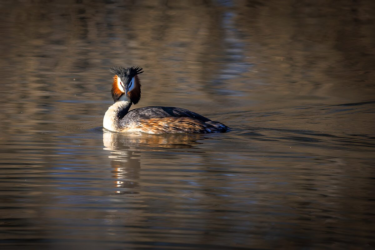 Fuut in warm licht op donker water
