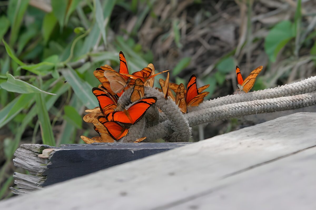 Oranje vlinders op een touwknoop