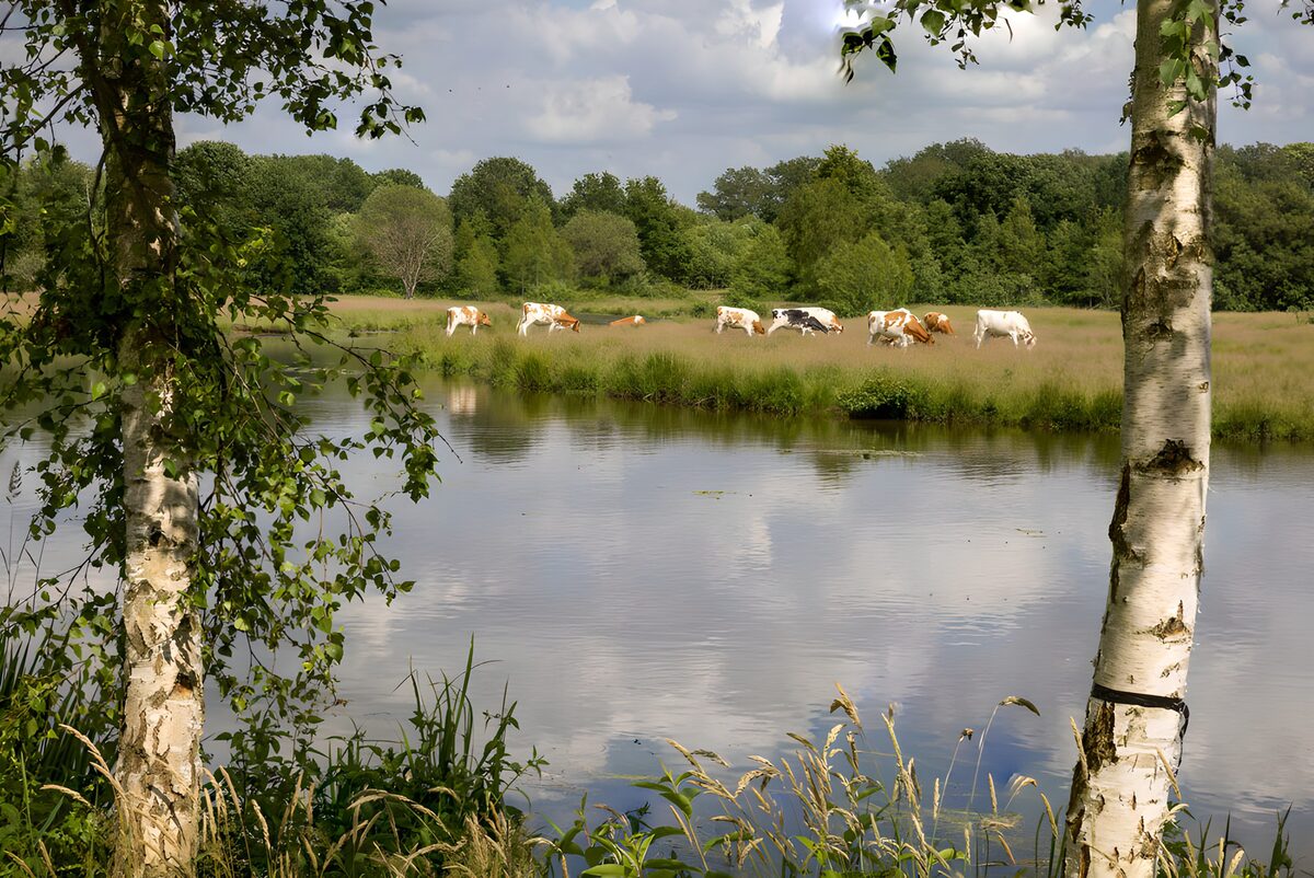 Koeien aan het water tussen berken
