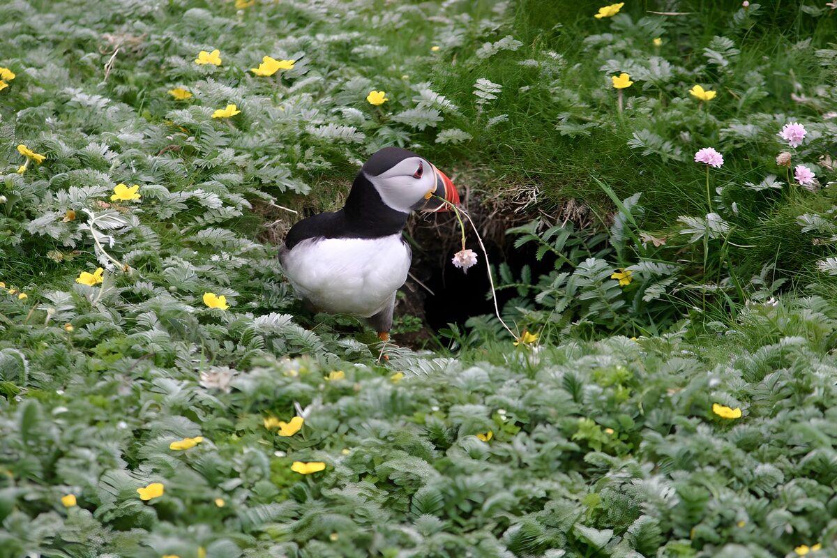 Papegaaiduiker tussen gele bloemen