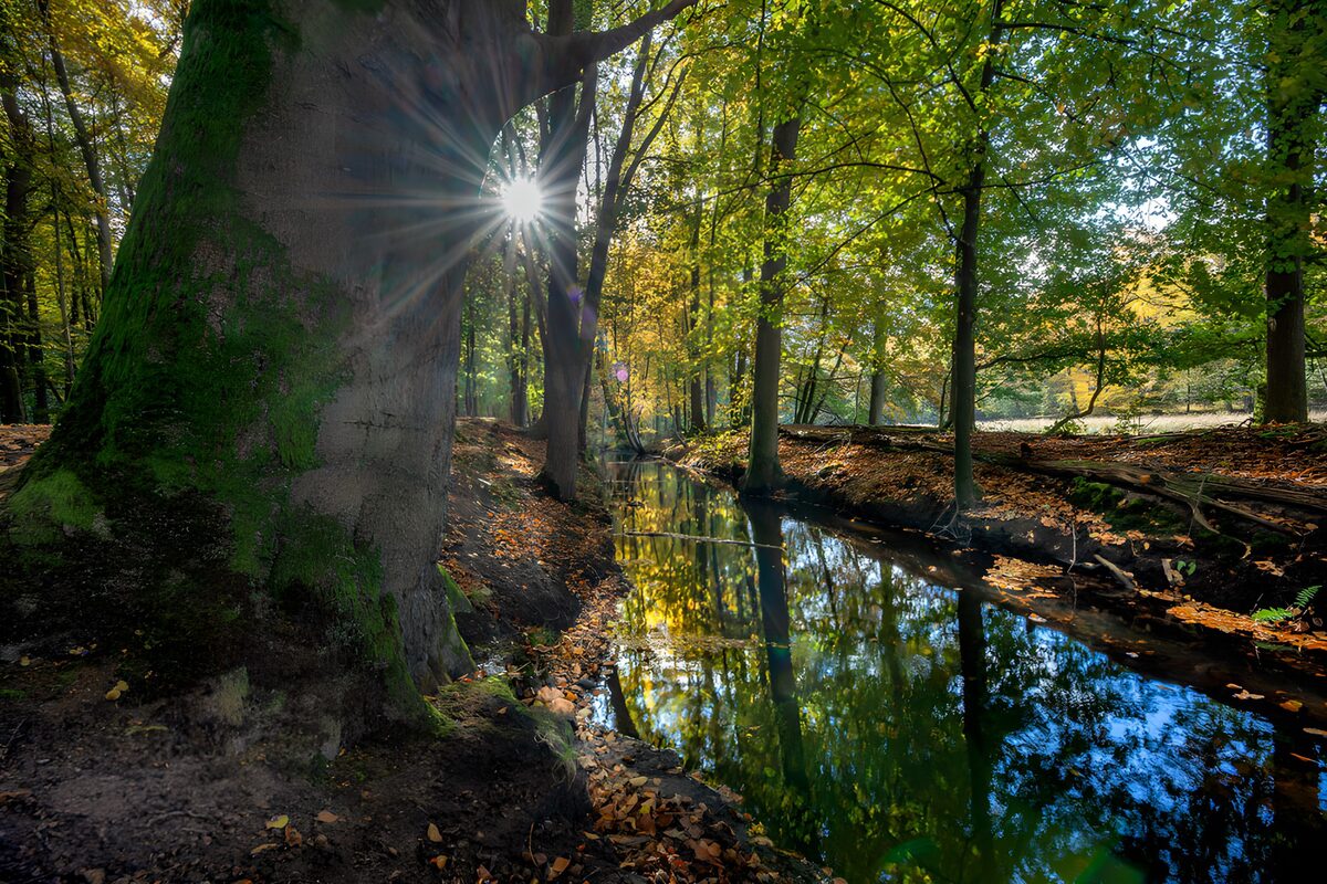 Herfstbeek met zonlicht tussen de bomen