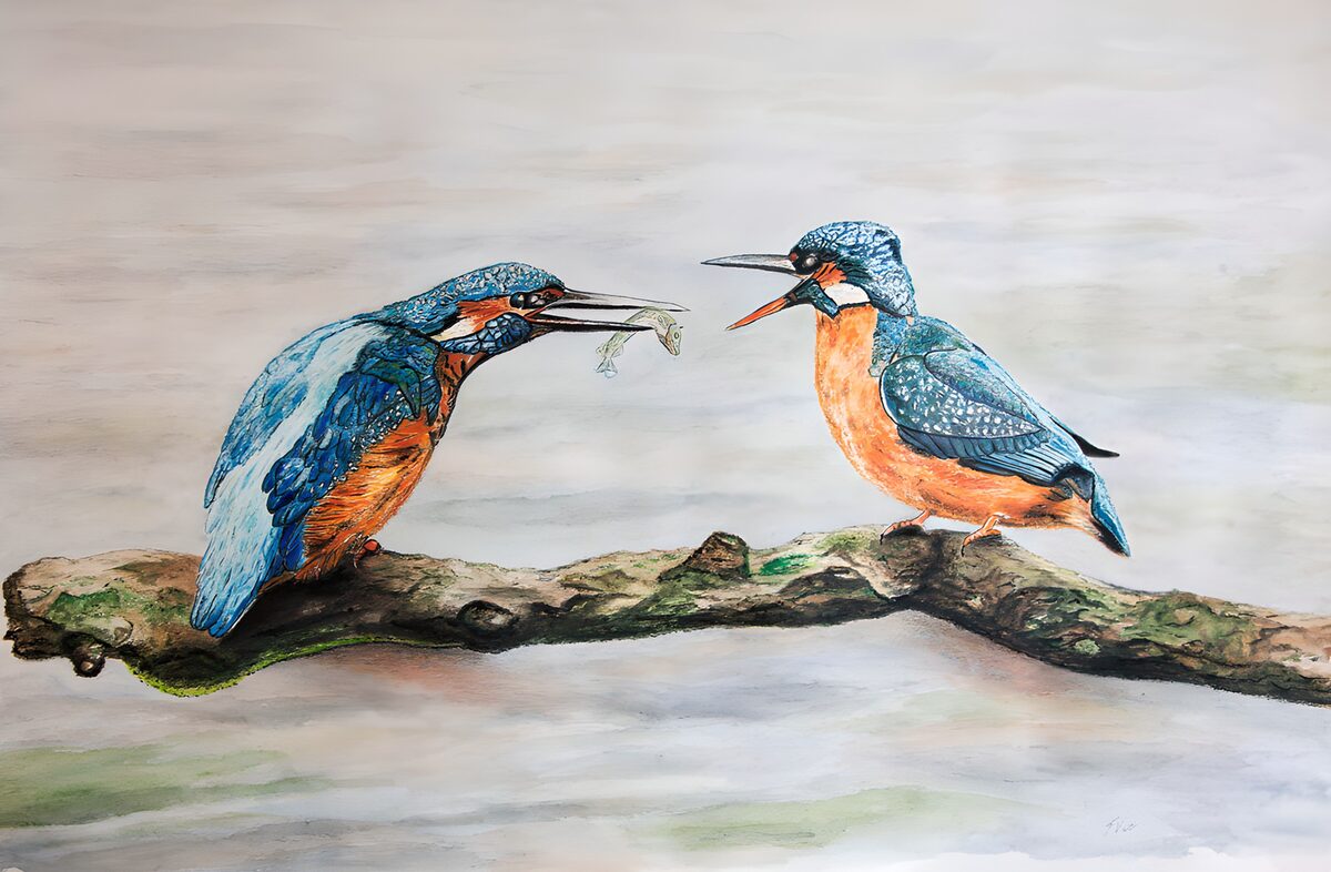 Twee ijsvogels met een vis op een tak