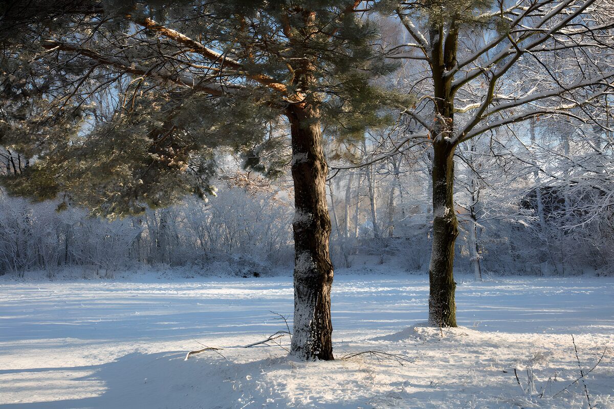 Twee bomen in een zonnig winterbos