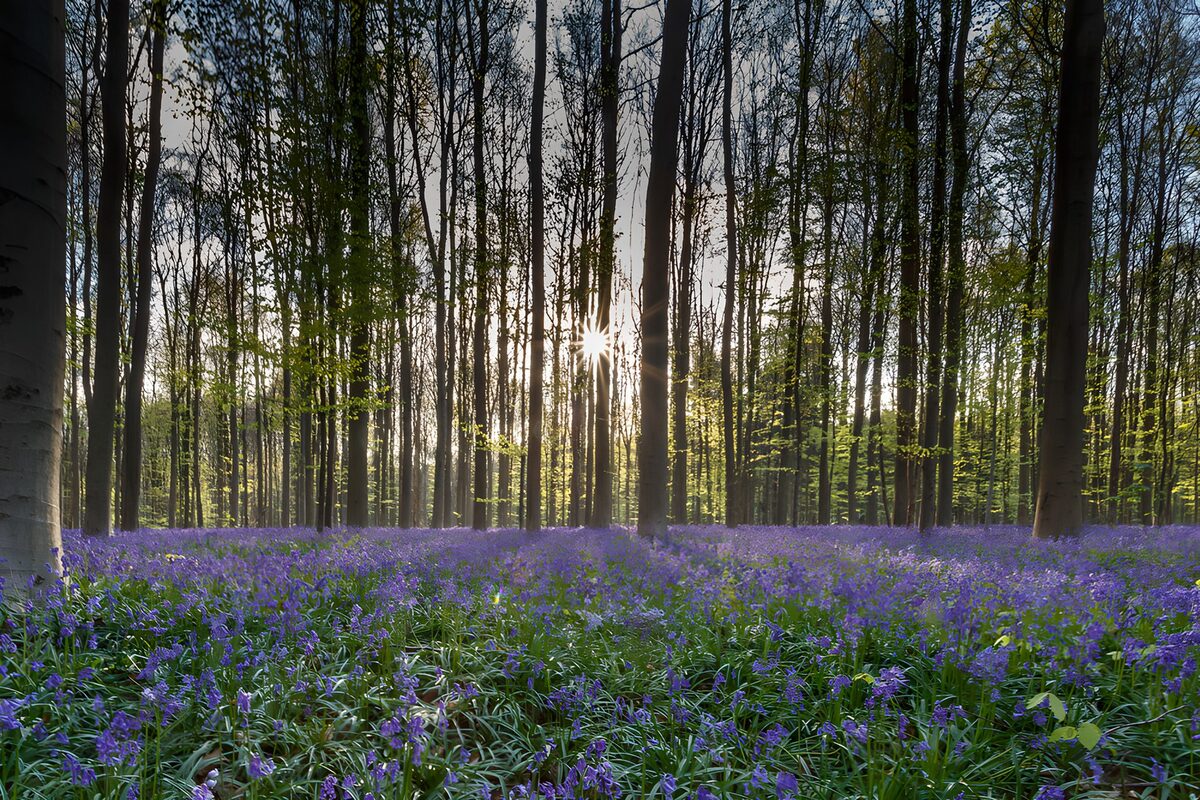 Boshyacinten in een zonnig lentebos