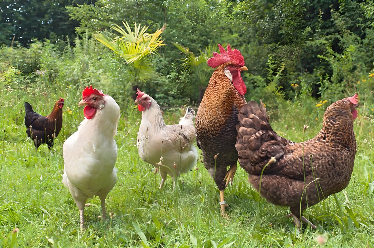 Haan en kippen in het groene gras