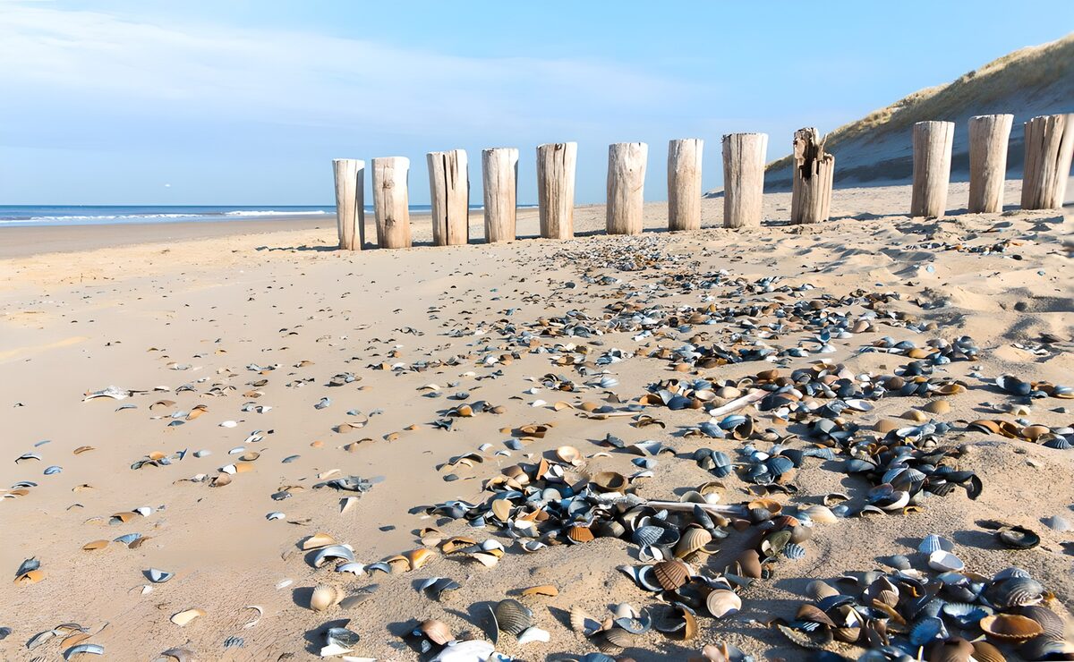 Schelpenstrand met houten palen