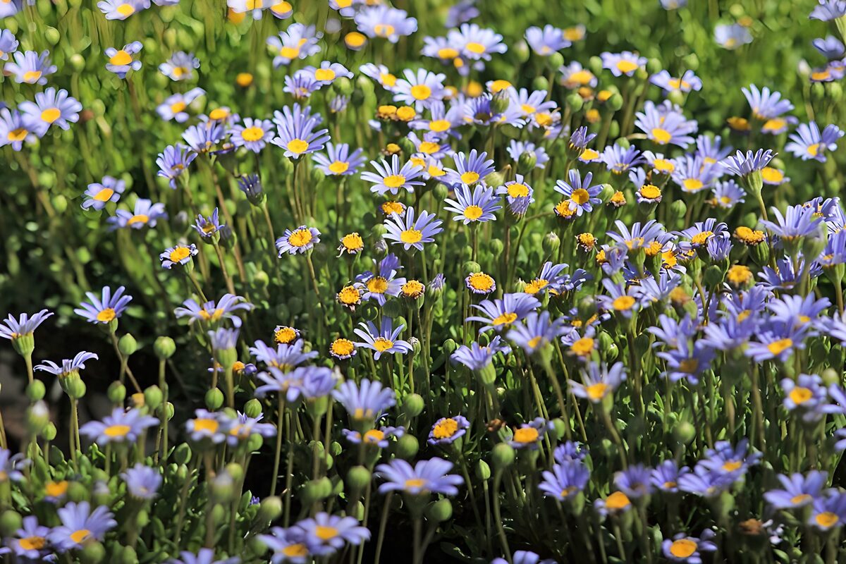 Blauwpaarse bloemen in de zon
