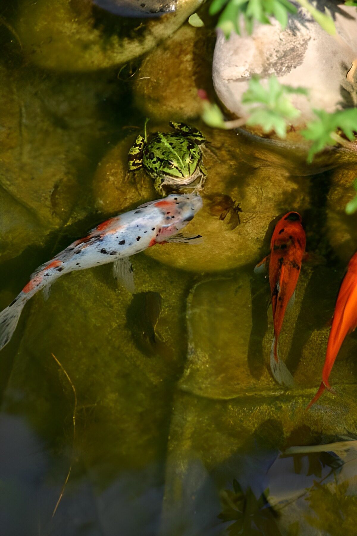 Koi en kikker tussen de vijverstenen