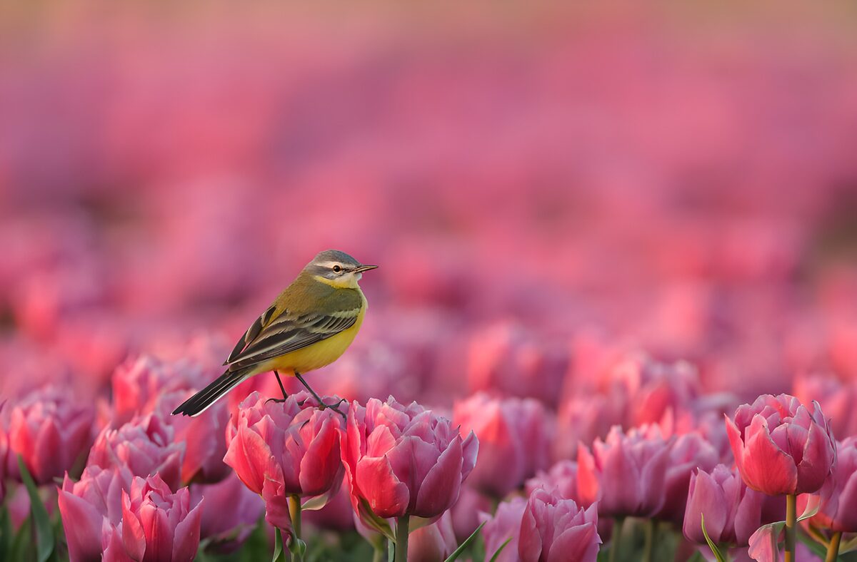 Kwikstaart in een roze tulpenzee