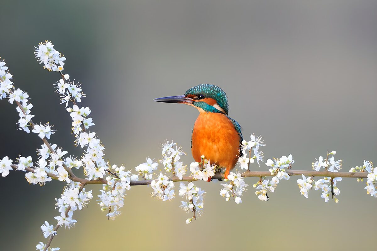 IJsvogel op een witte bloesemtak
