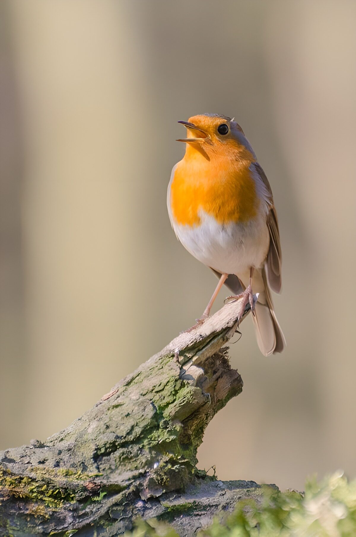 Roodborst op een zonnige tak