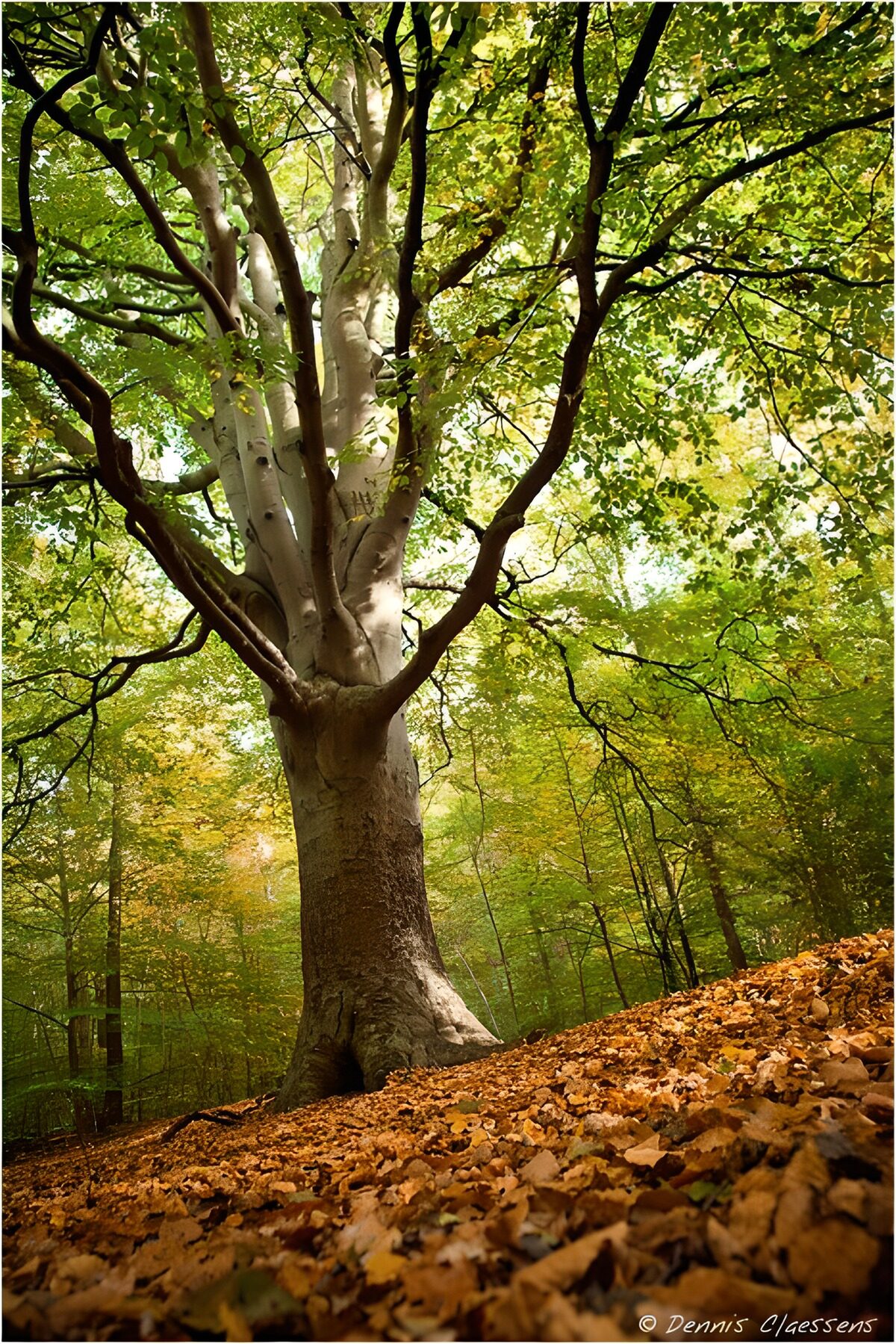 Beuk in een zonovergoten herfstbos