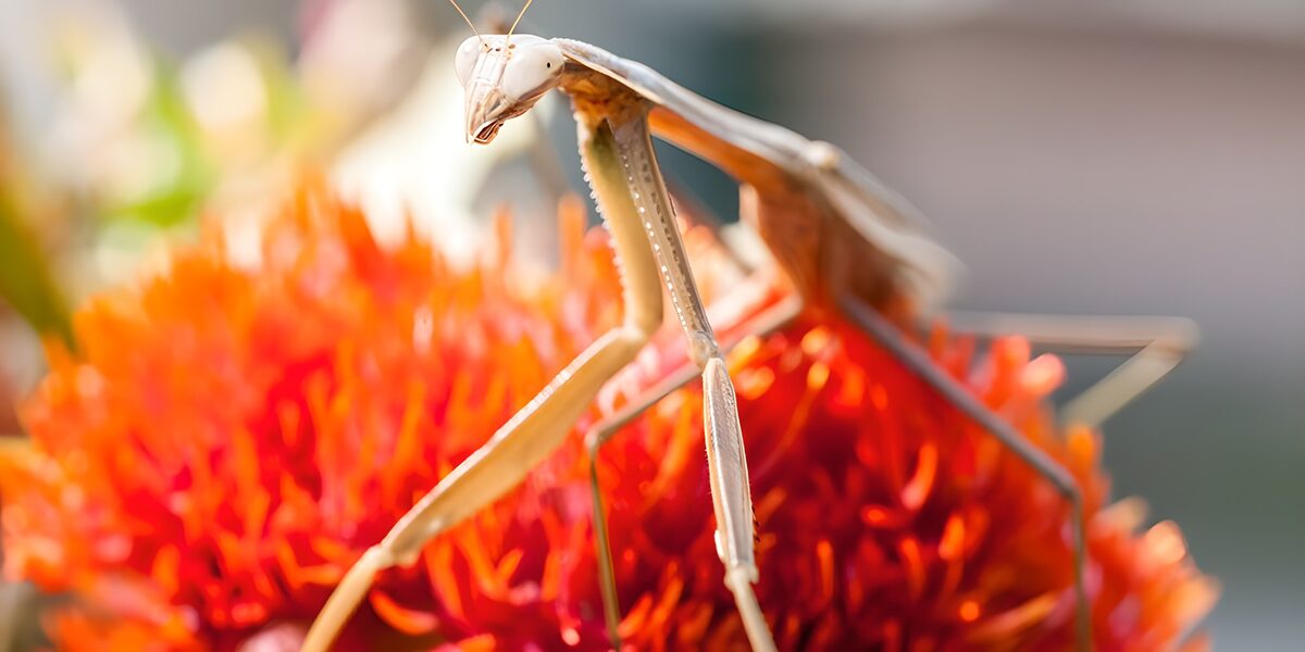 Bidsprinkhaan op een oranjerode bloem