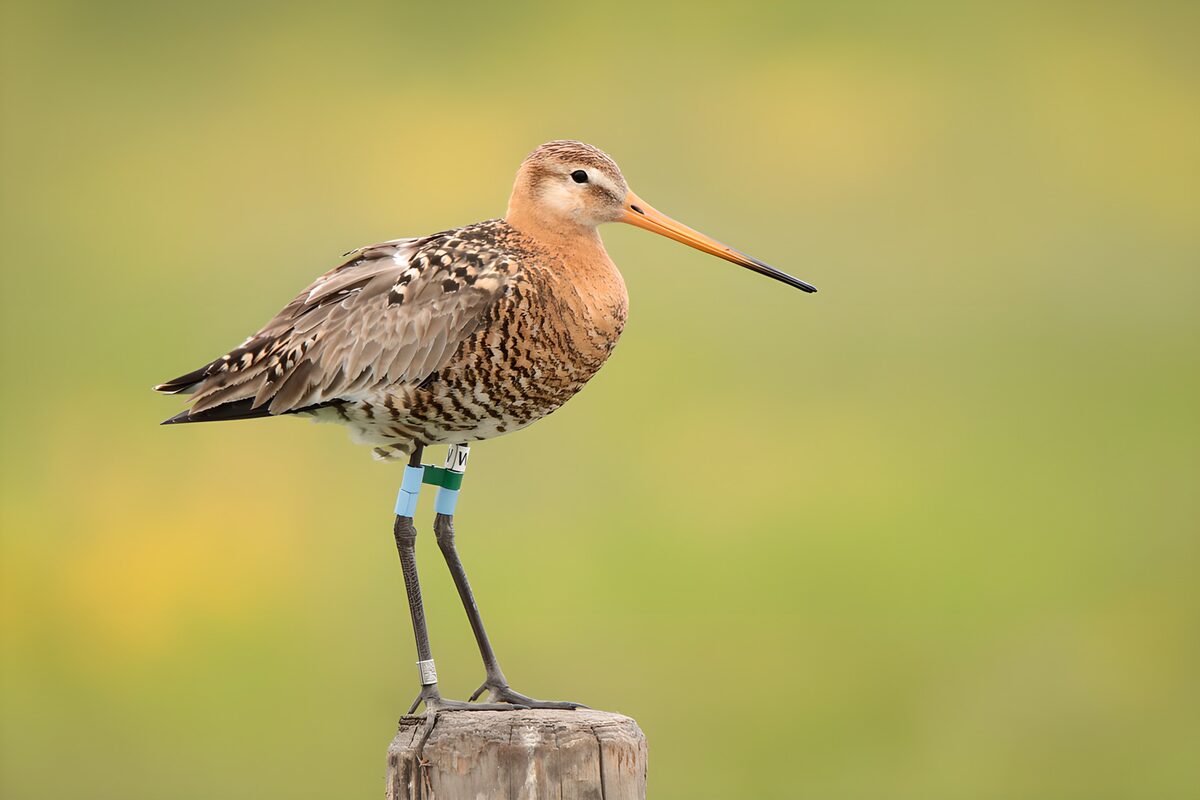 Grutto op een verweerde houten paal