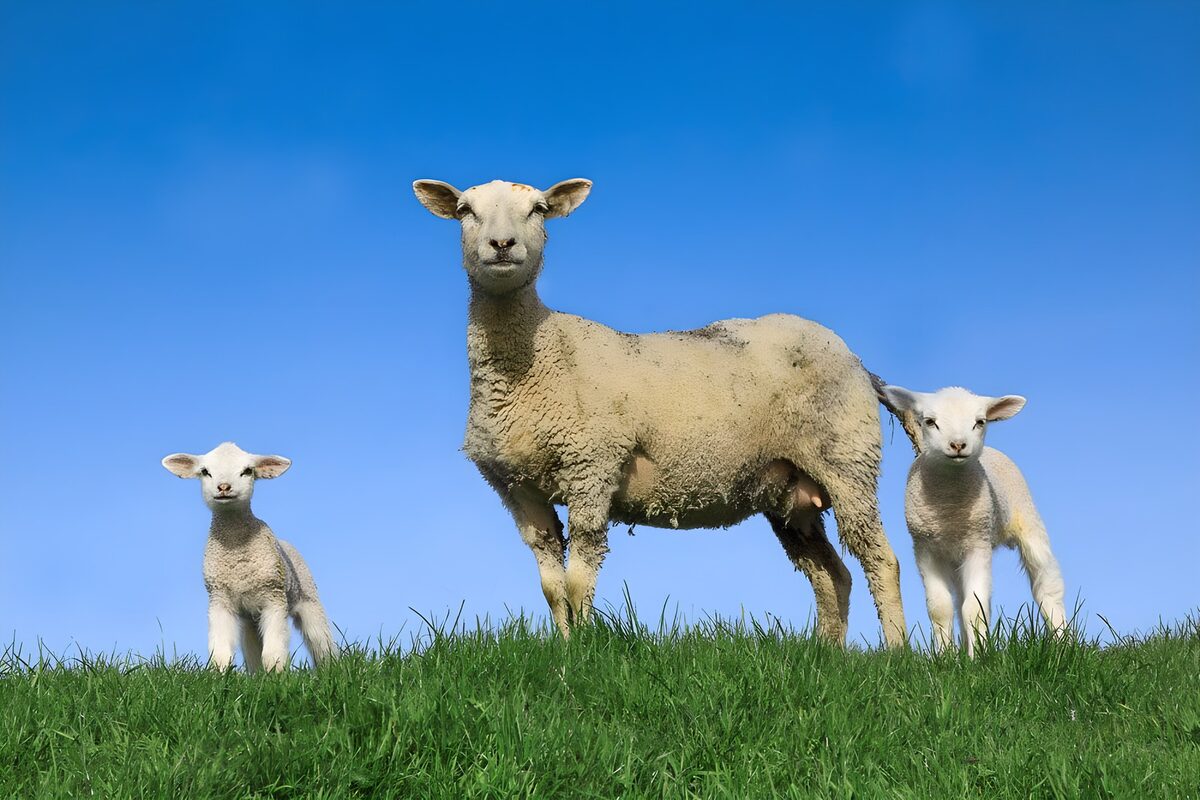 Ooi en twee lammetjes in het groen