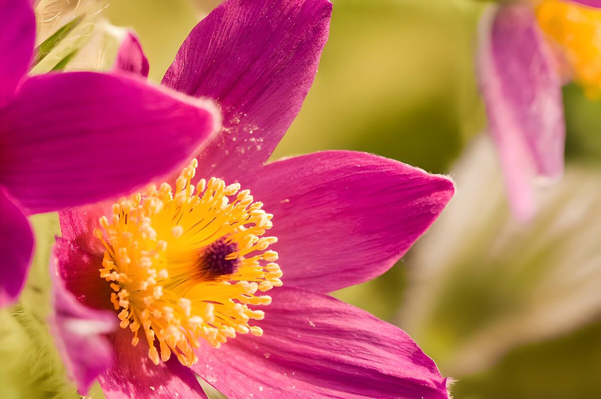 Roze bloem met een zonnig geel hart