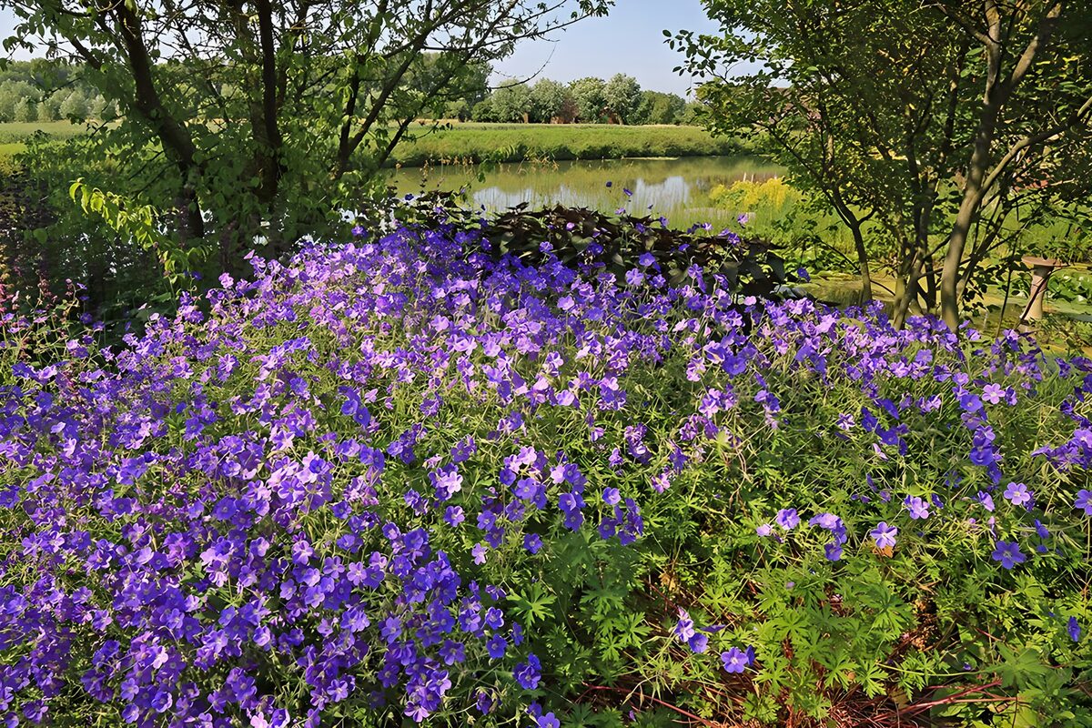 Paarse bloemen aan de vijver