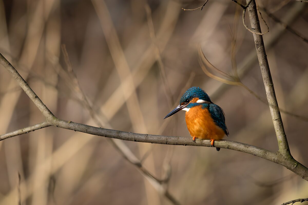 IJsvogel als kleurvonk tussen de takken