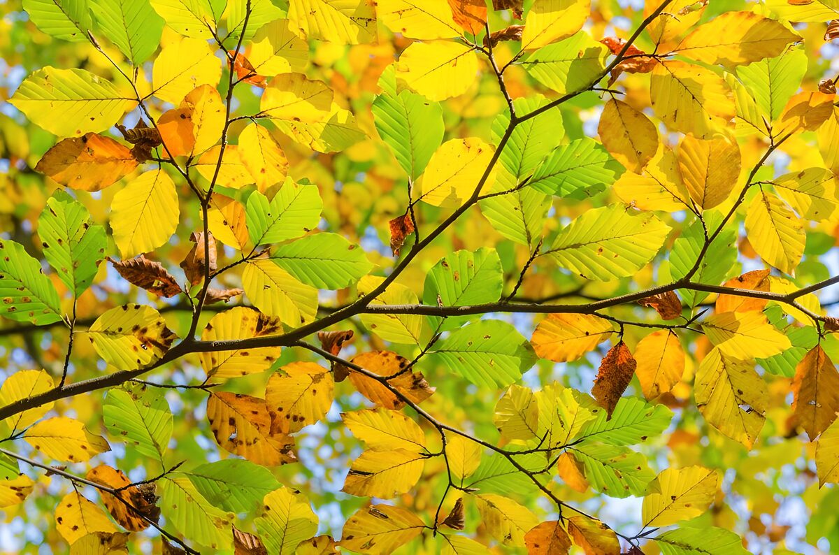 Gele en groene herfstbladeren
