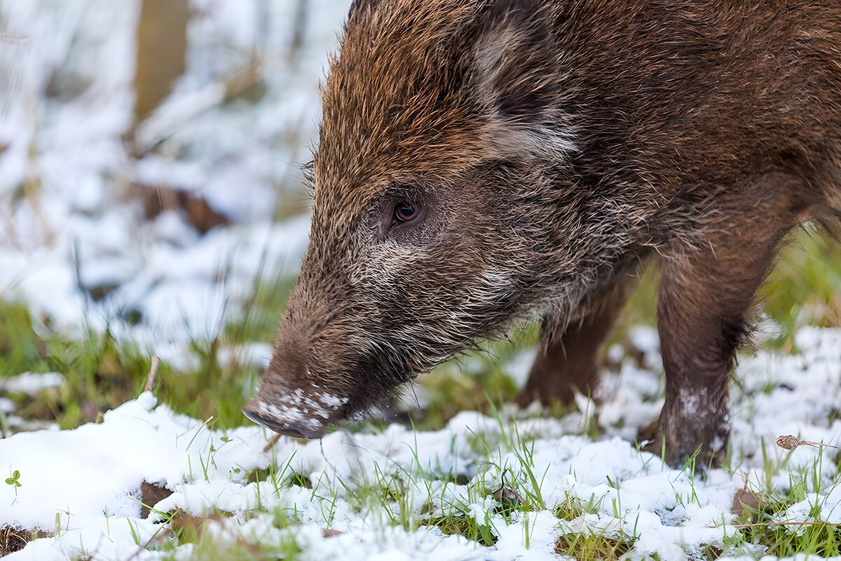 Wild zwijn tussen sneeuw en gras