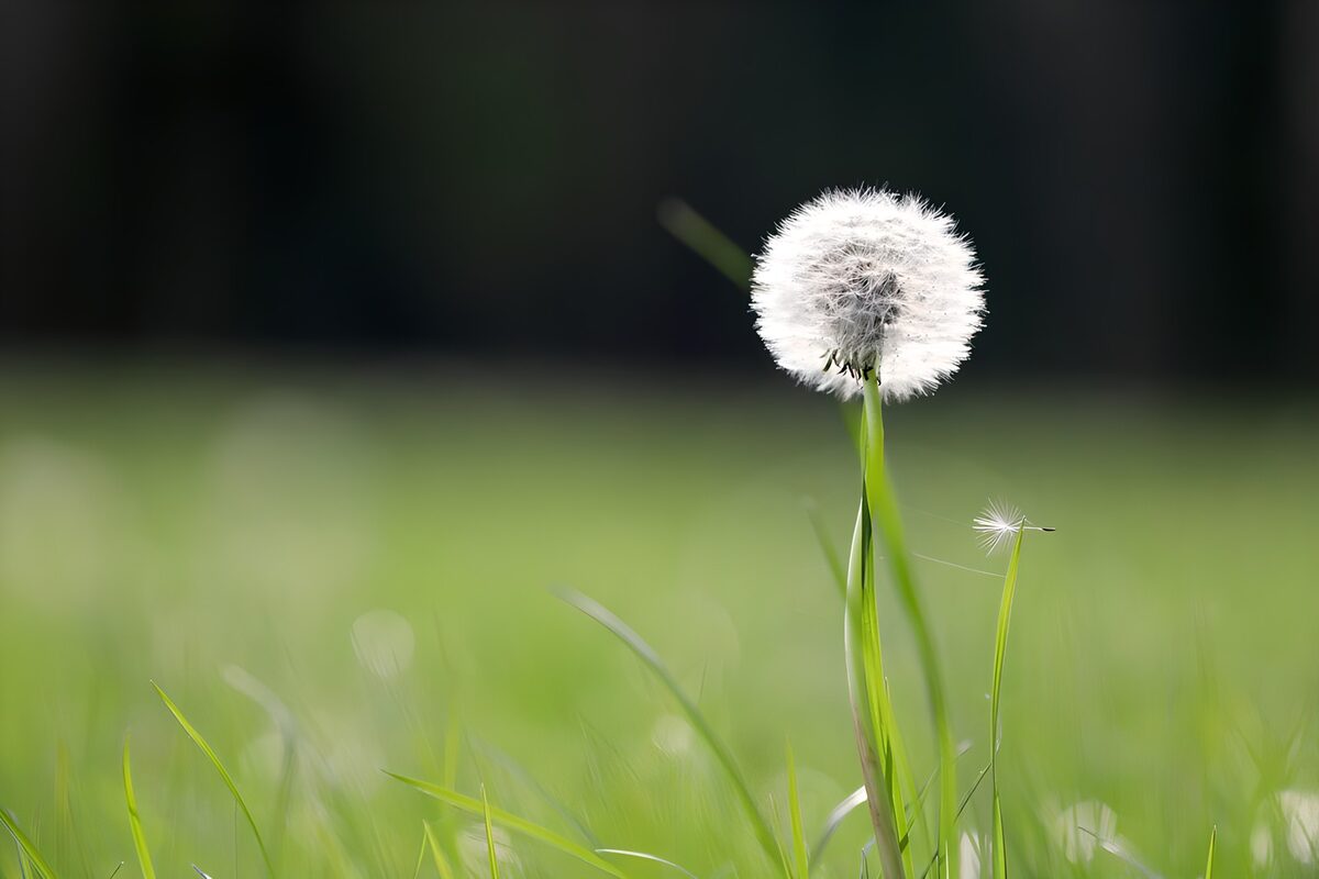 Paardenbloem in het groene gras