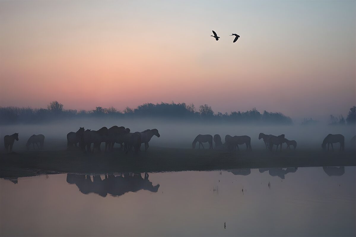 Paarden aan het water in de ochtendmist