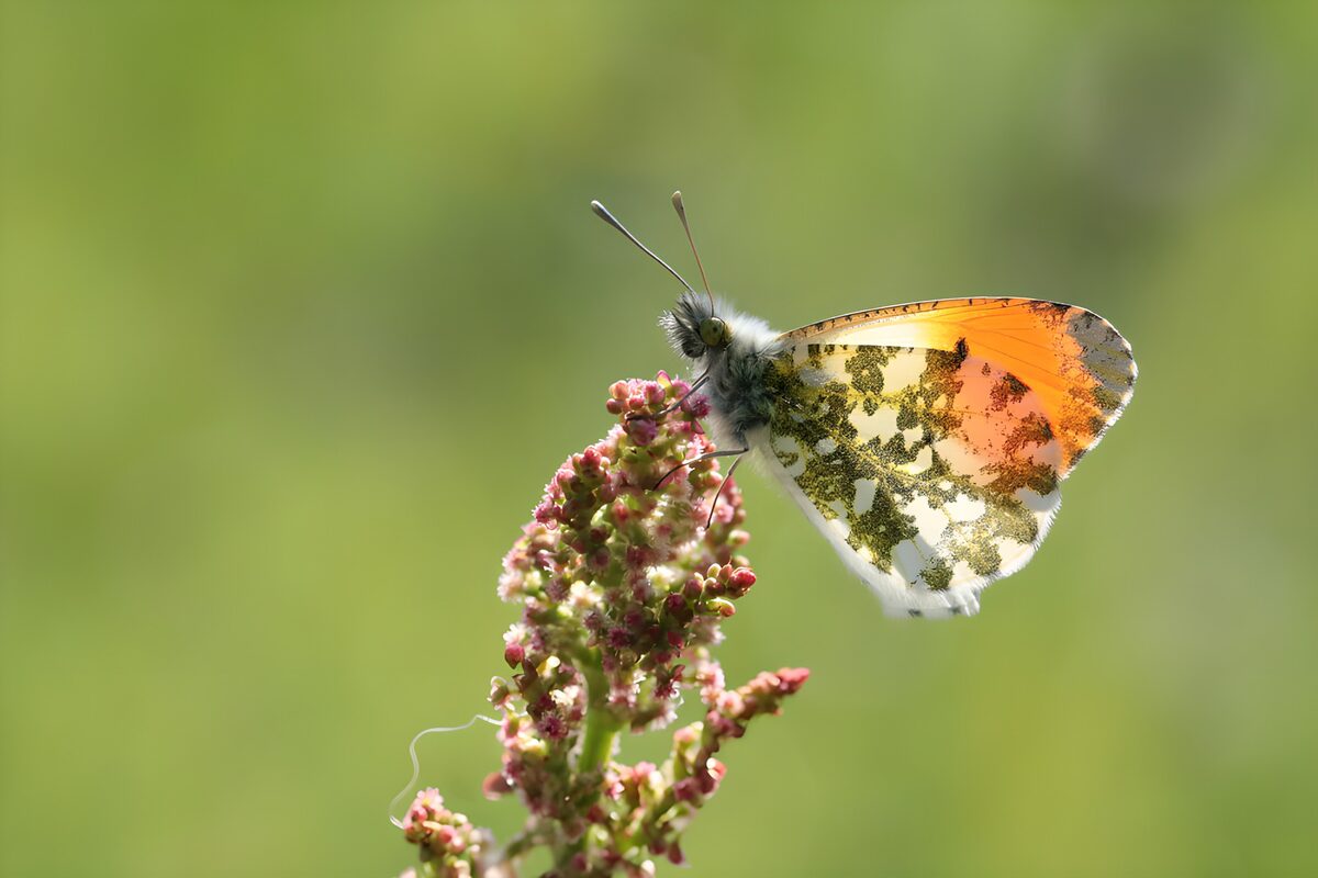 Oranjetipje op roze bloemknoppen