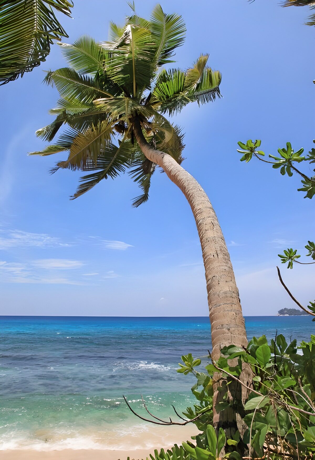 Gebogen palm boven de turquoise zee