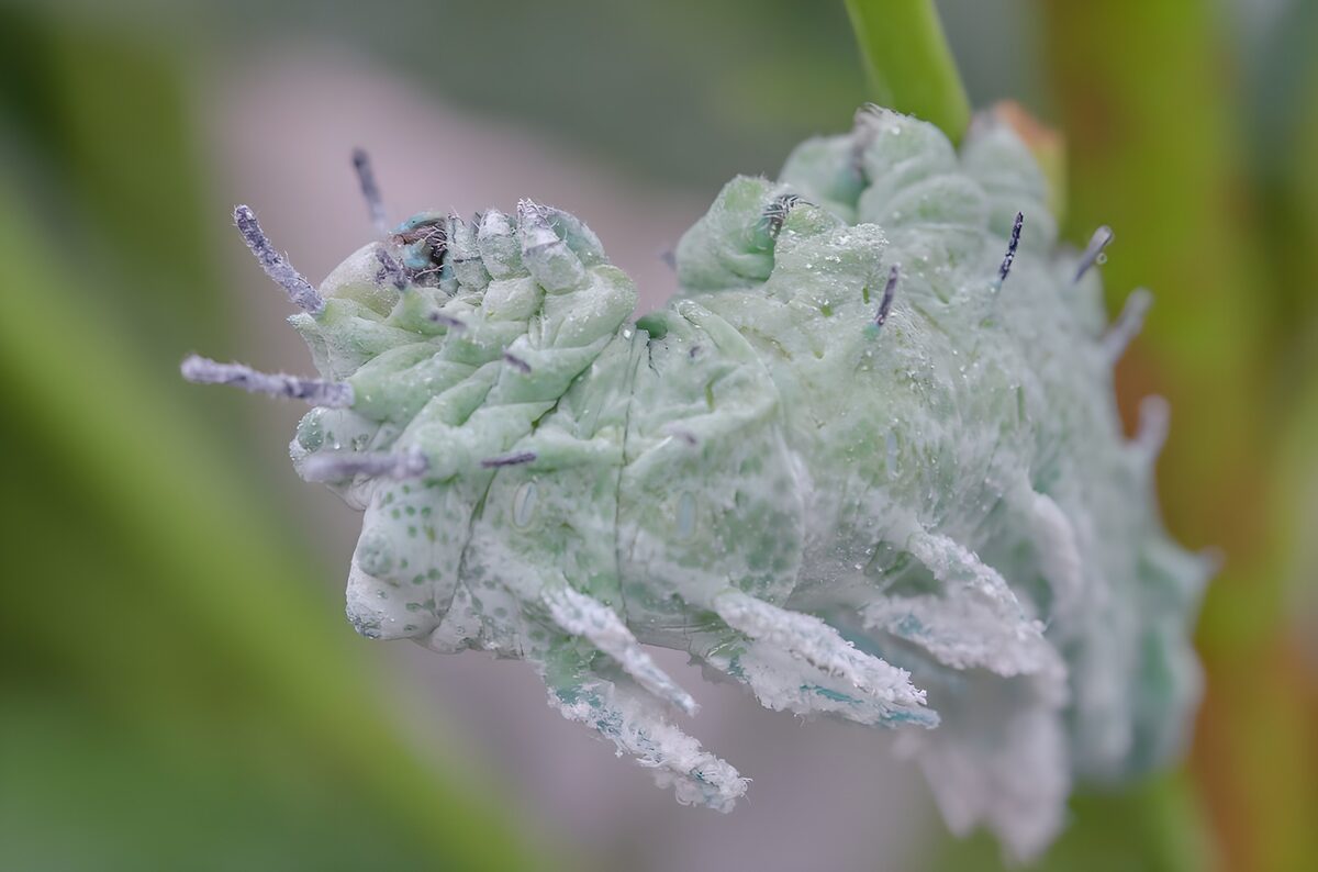 Bleekgroene rups met witte uitsteeksels