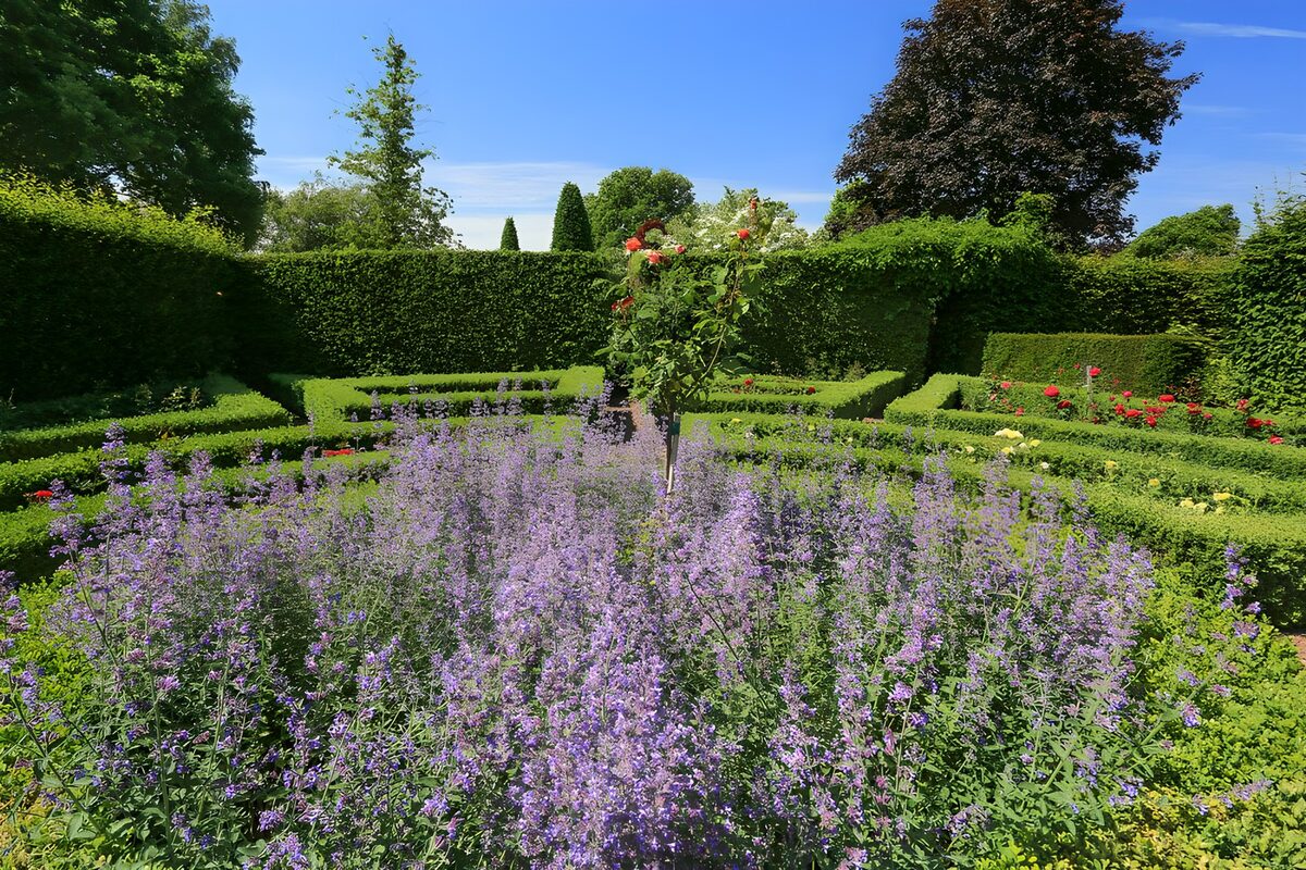 Paarse bloemen en strak gesnoeide hagen