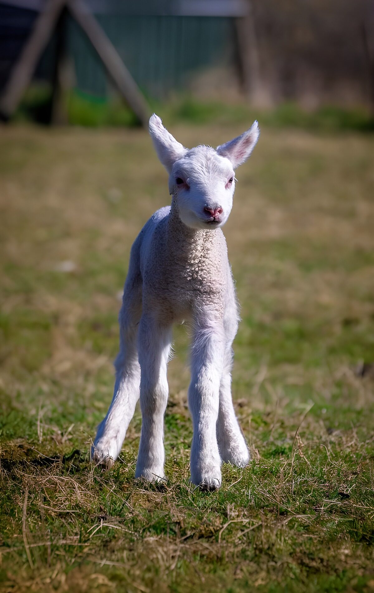 Wit lammetje in de zon