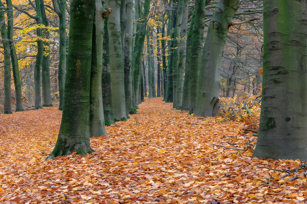 Beukenlaan in herfstkleuren
