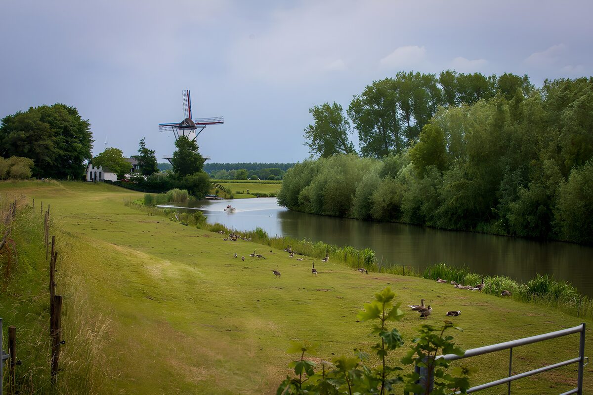 Ganzenweide met een molen aan het water