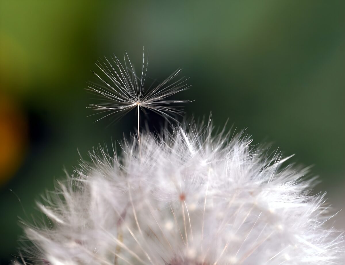 Paardenbloempluis in close-up