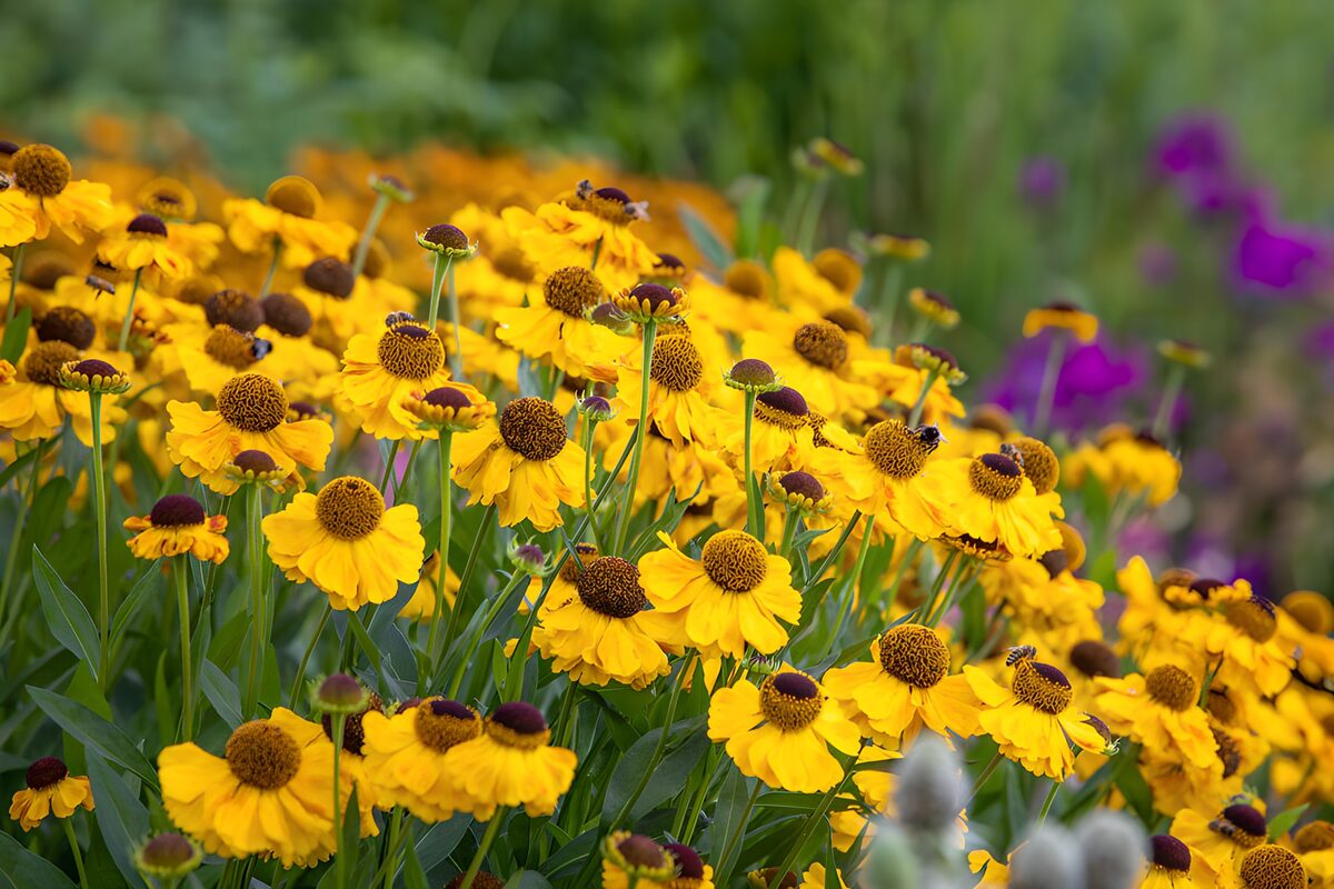 Gele bloemen in een volle border