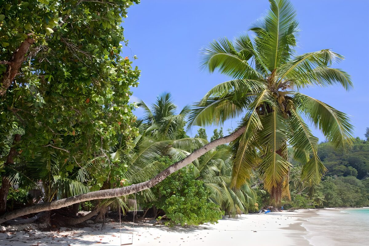 Tropisch strand met een schuine palm