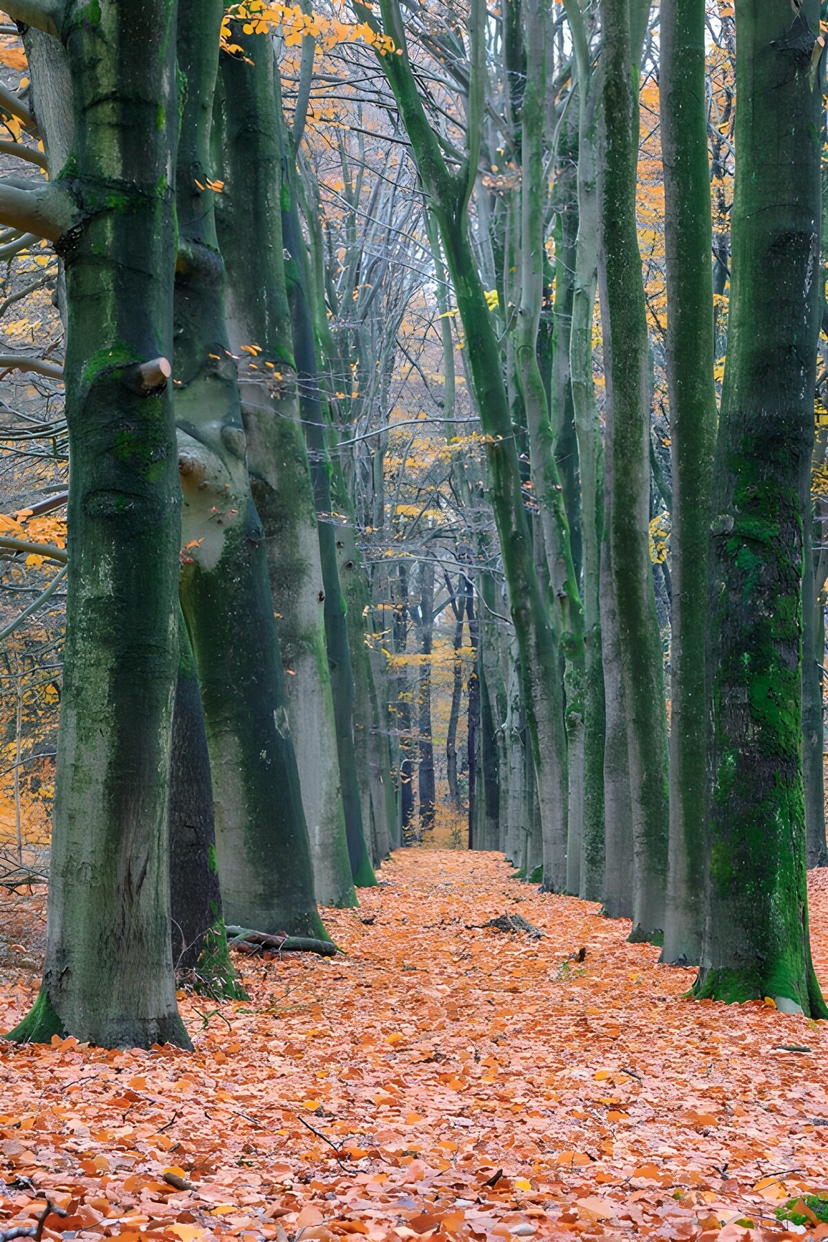 Herfstpad tussen hoge beuken