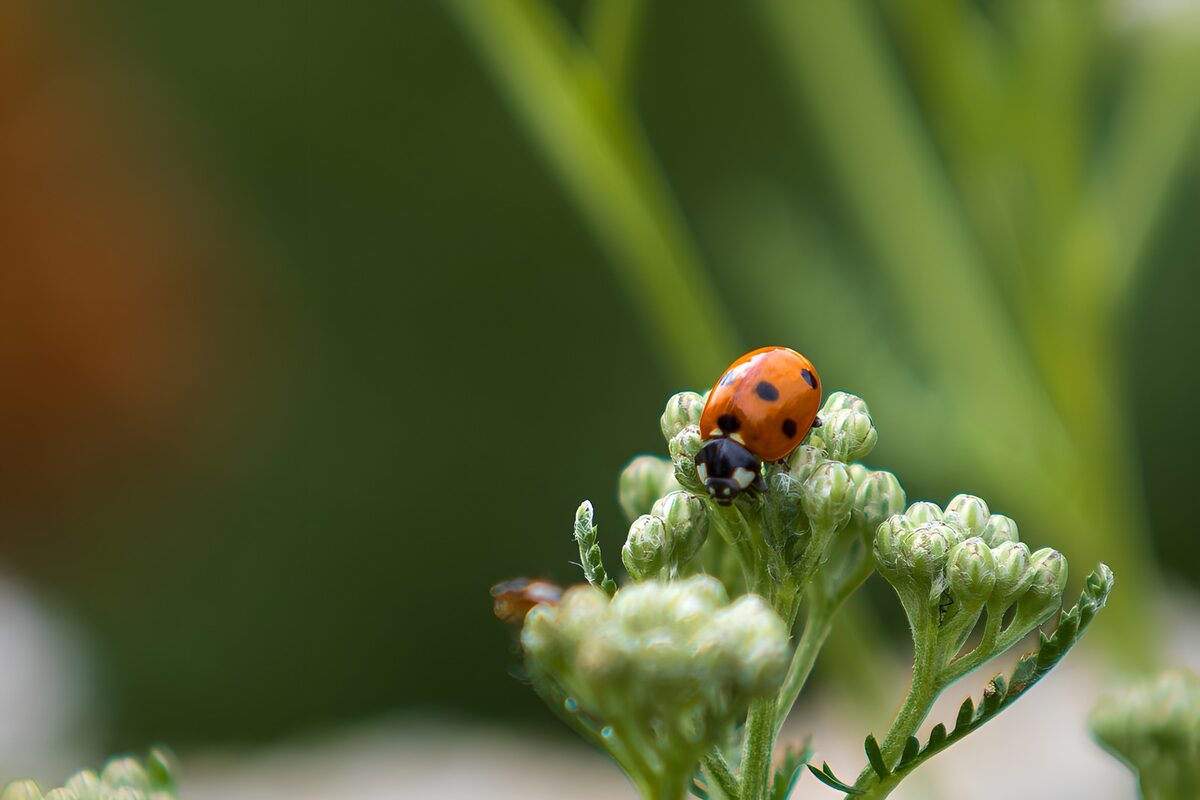 Lieveheersbeestje op groene bloemknoppen